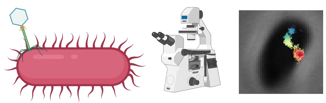 phage-bacteria, microscopy, tracking