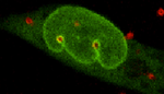 Cell Nucleus Migration through Stiff Tissue-esque Scaffold