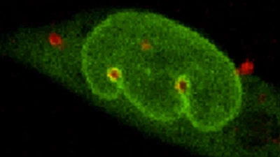 Cell Nucleus Migration through Stiff Tissue-esque Scaffold featured image