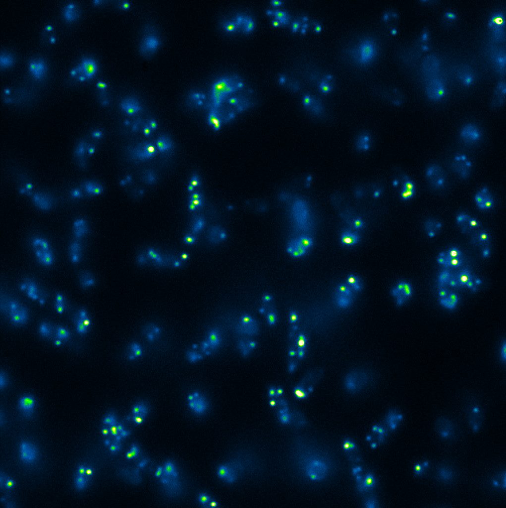 Directional changes & flagellar motor torque in swarming cells of E ...