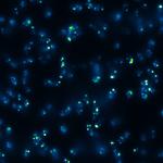 Directional changes & flagellar motor torque in swarming cells of E. coli