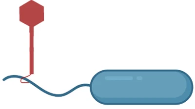 Evolution against a virus that attacks bacterial flagella featured image