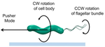 Single-cell Motility and Chemotaxis of Helicobacter pylori