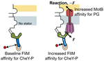 Molecular Mechanisms of Mechanical Force Sensing by Bacterial Flagellar Motors