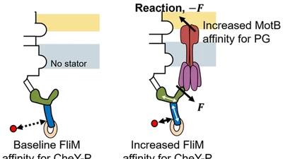 Molecular Mechanisms of Mechanical Force Sensing by Bacterial Flagellar Motors featured image