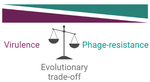 Outsmarting Bacterial Evolution in Phage Therapy