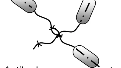Role of Bacterial Flagella in Surface Sensing featured image